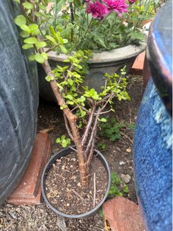 Potted plant for sale
