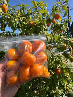 Chile Manzano ($5)