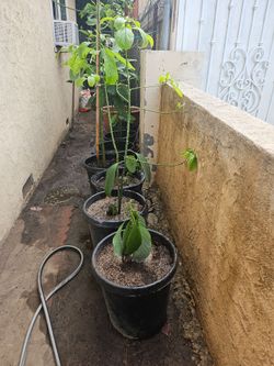 Avocado Tree's