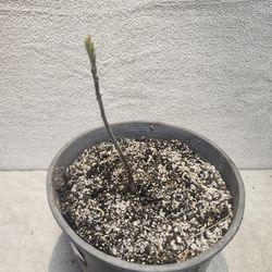 Black Walnut Saplings