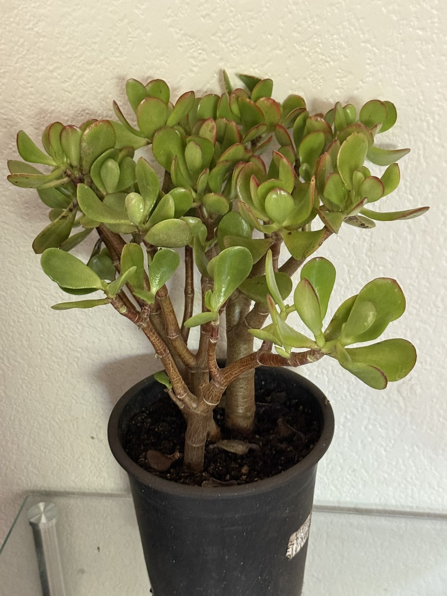 🌿Lucky Jade Or Gud Luck Plant ♥️FULLY ESTABLISHED,,VERY HEALTHY