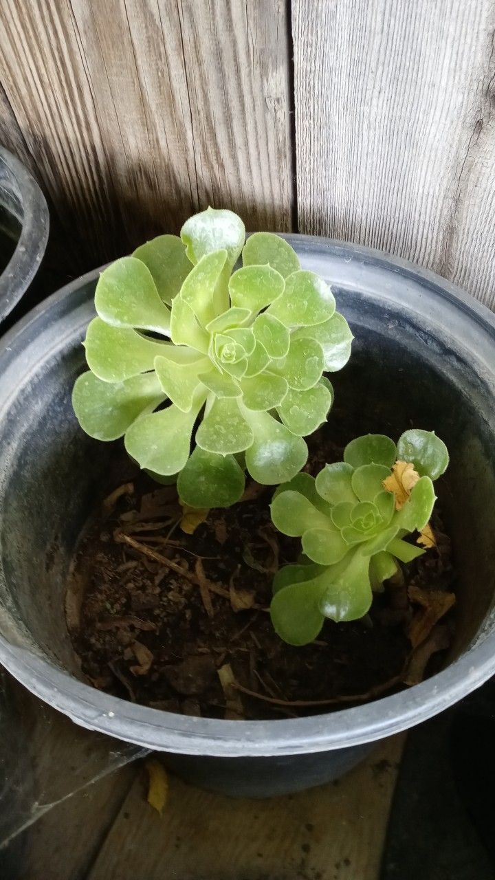 Suculentas