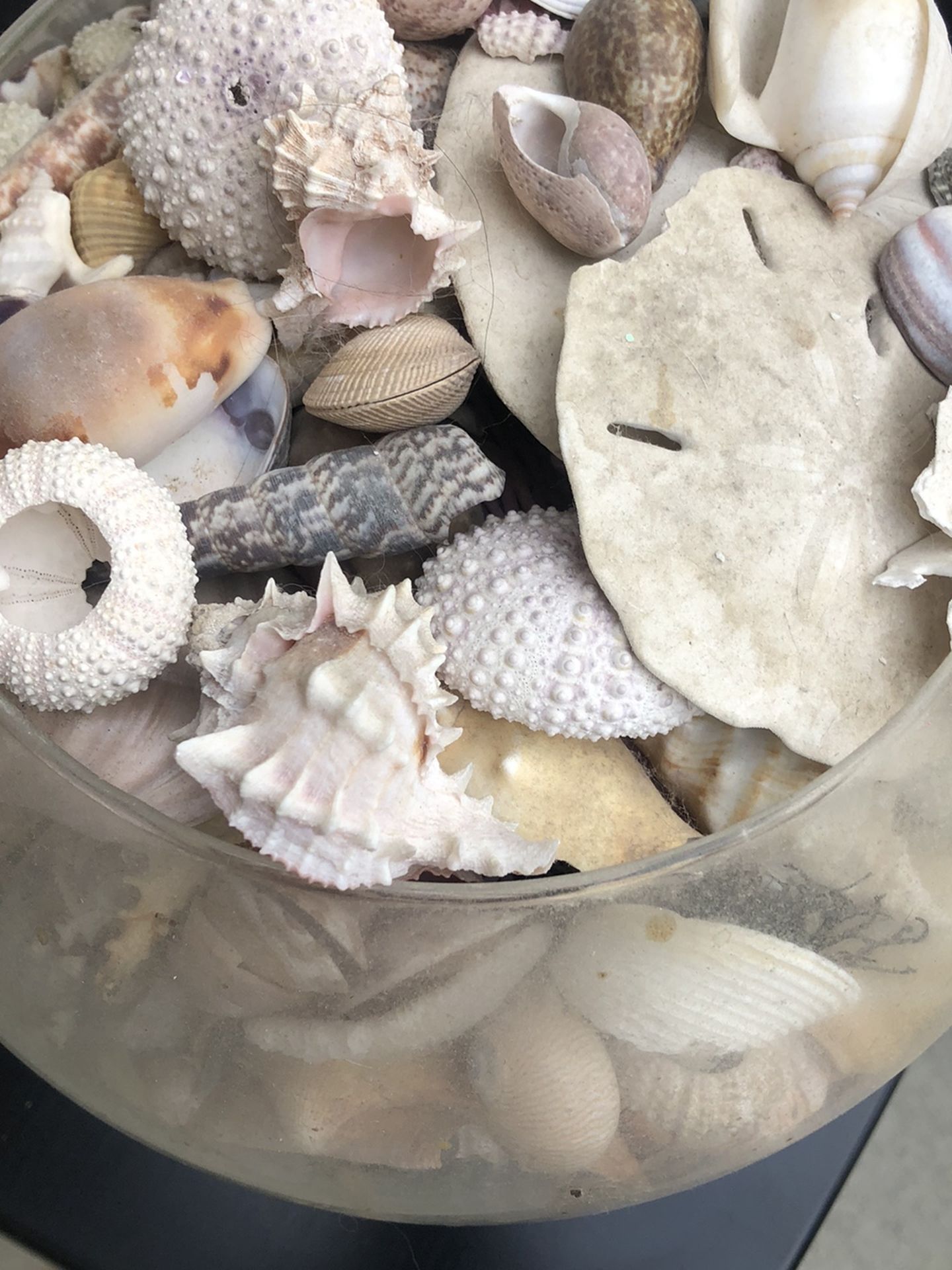 Hundreds Of Rare Seashells From All Over The World