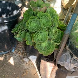 Aeonium Arboreum Succulent