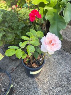 Pink rose bush starter in pot blooming already