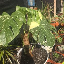 Monstera Deliciosa Variegata