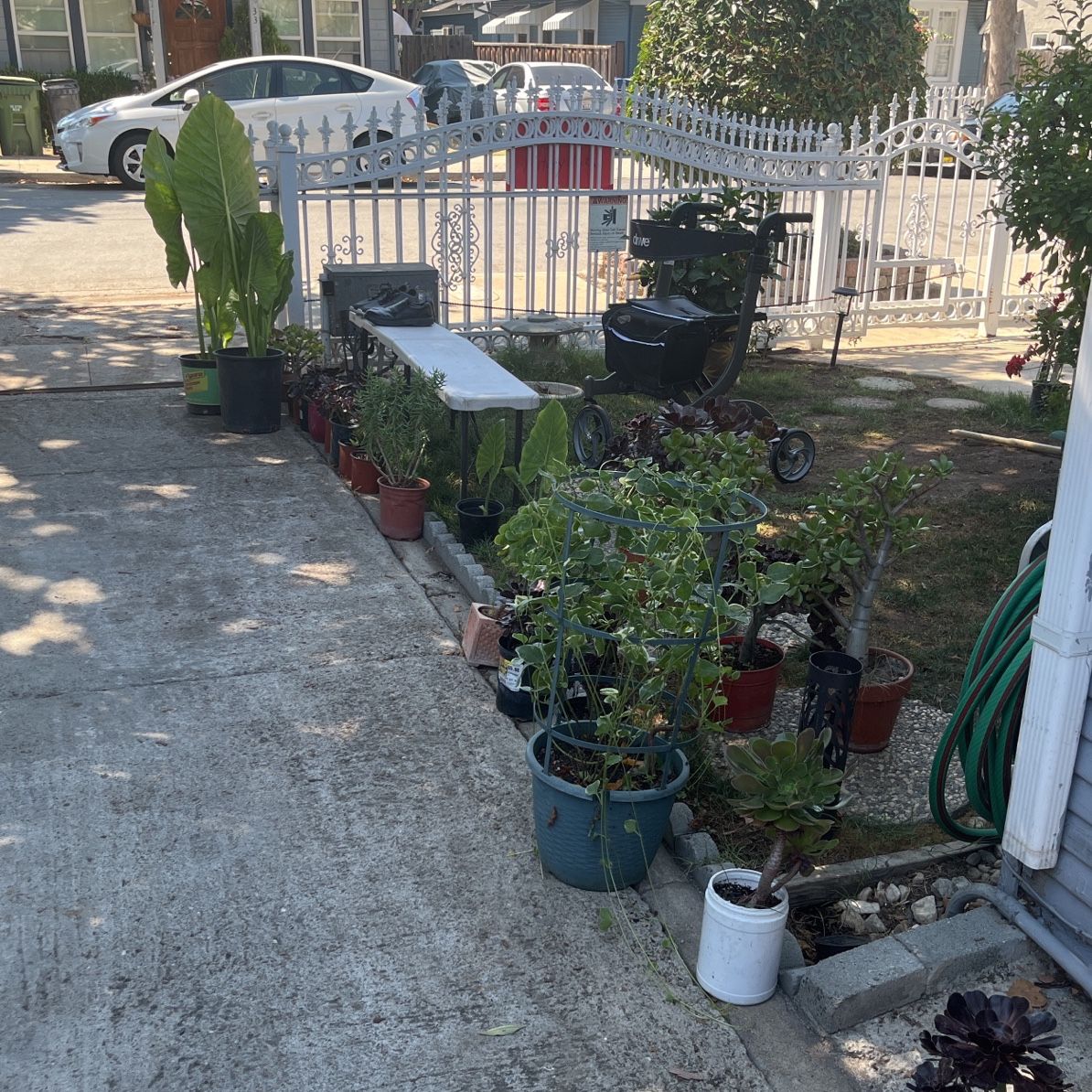 Plant’s For Sale 