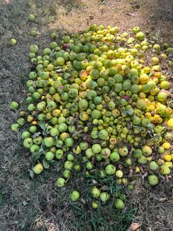 Apples