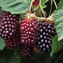 Boysenberry Plant