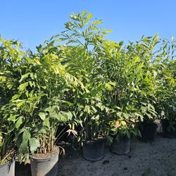 fishtail palms over 7 feet tall Instant provecho Hedge for fence