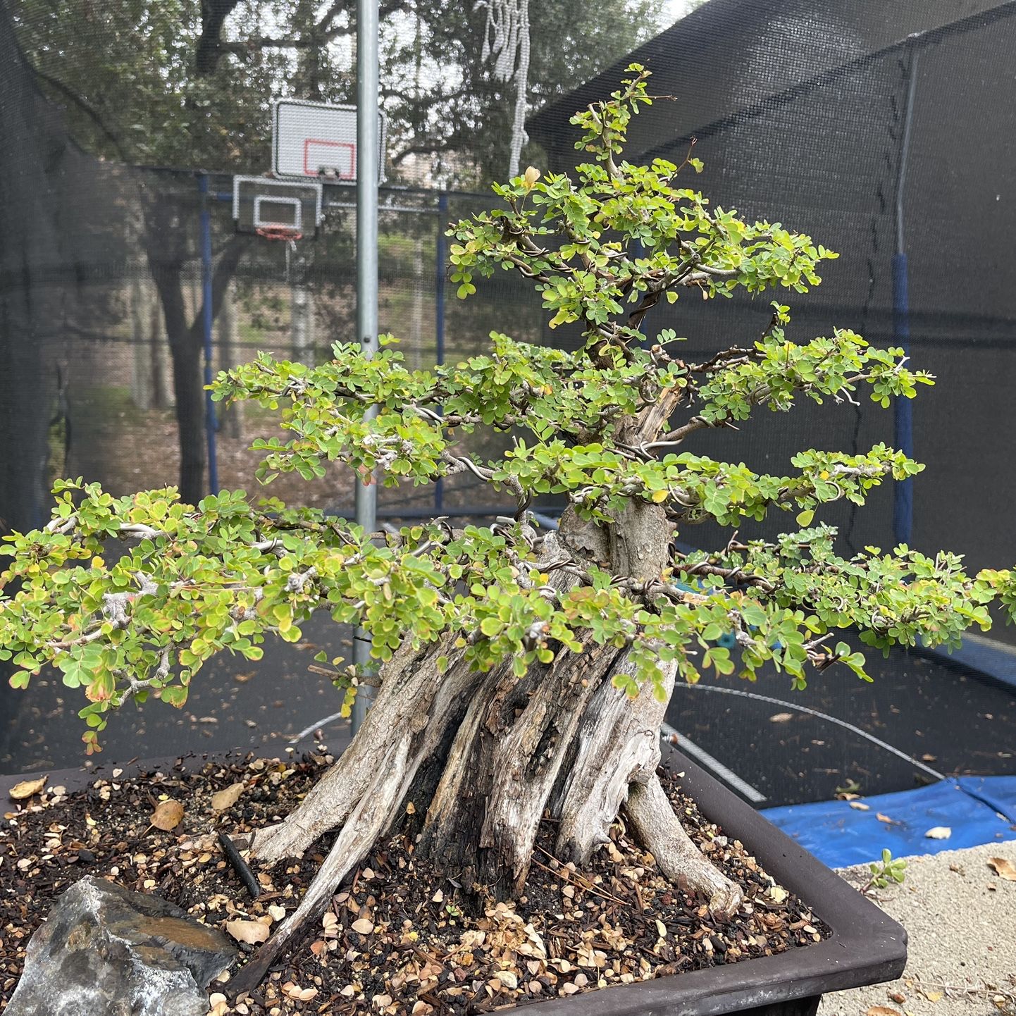 50 Year Old Campeche Log Wood Bonsai Tree for Sale in Whittier, CA 