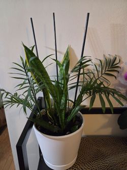 Snake Plant in White Pot