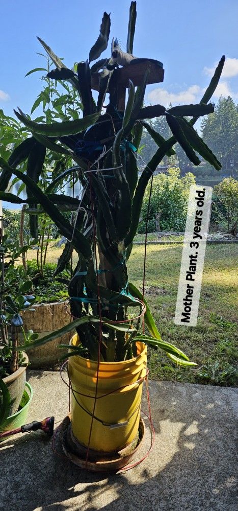 RED DRAGON FRUIT PLANT.