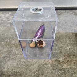 Jumping Spider or Sling Enclosure With Accessories