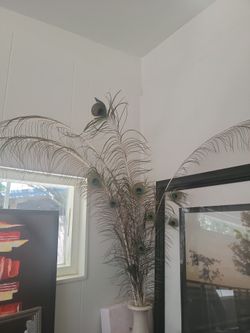 Peacock Feathers