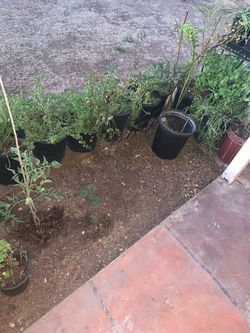 Fire stick moss rose basil and elephant food