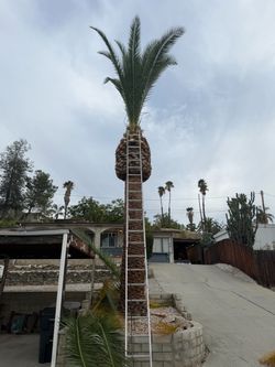 Canary palm ,queen palms , mex fan palms all trees