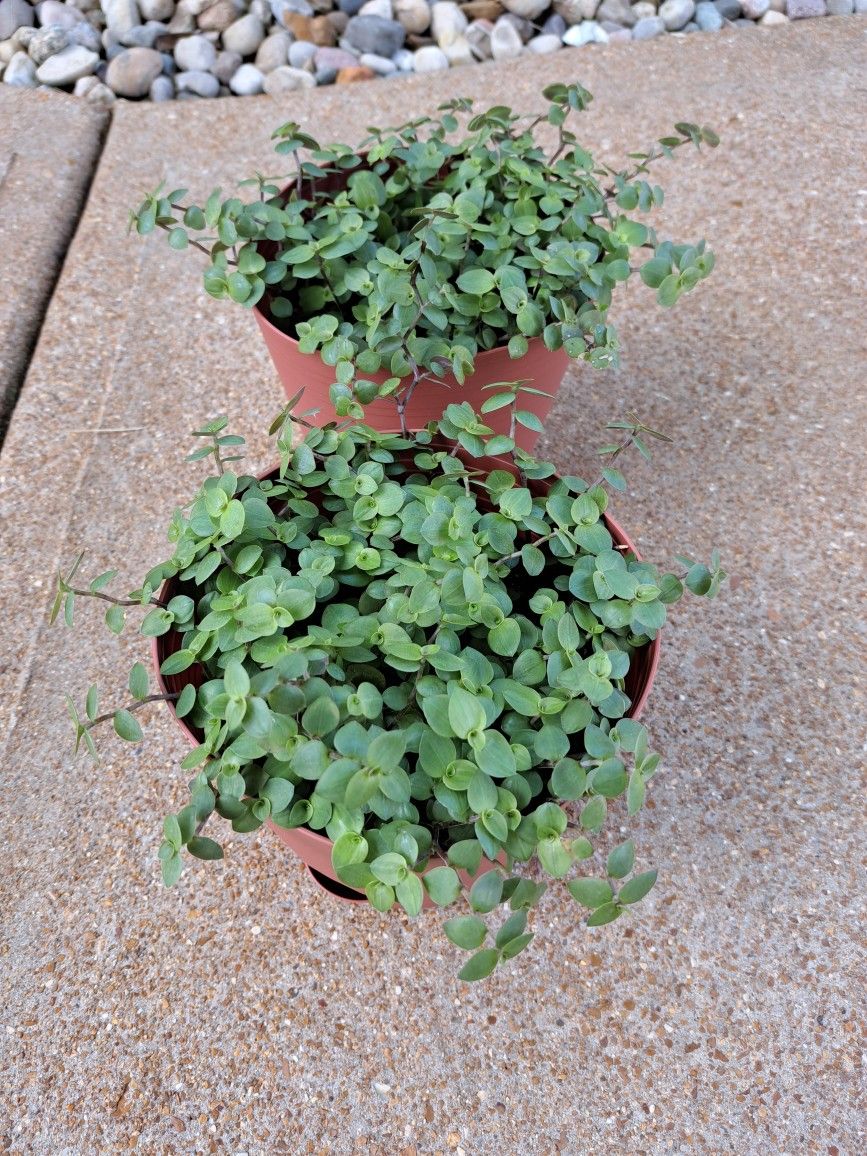 Turtle Vine Succulent Plants $12 Each Pot 