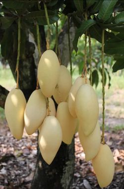 LIVE PLANT 4ft Mango Nam Doc Mai Grafted Mangifera indica fruit tree
