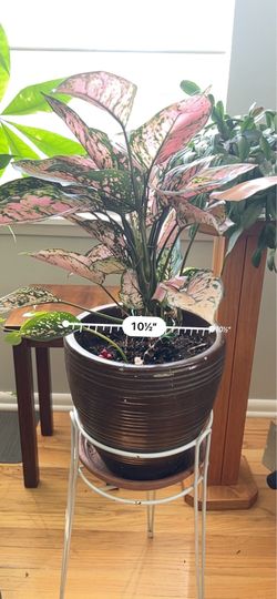 Chinese Evergreen Potted Plant live