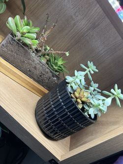 Various Succulents & Pots 
