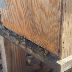 Keeping bees for honey havest