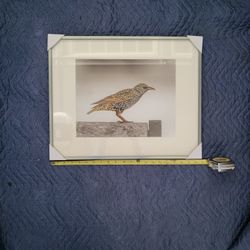 Framed Wall Art Bird
