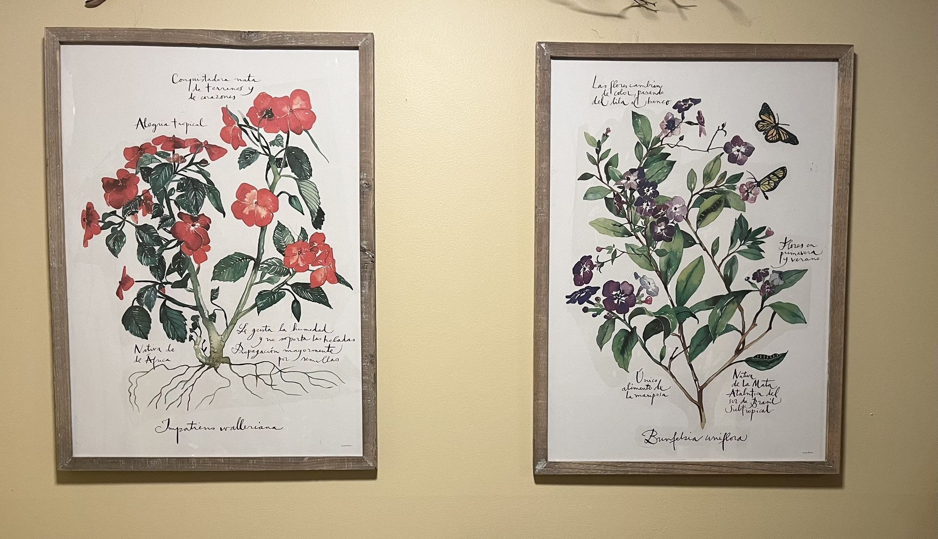 Pair Of Framed Botanical Prints