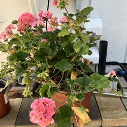 Hot Pink Garden / Zonal Geranium In 2 Gallon Pot