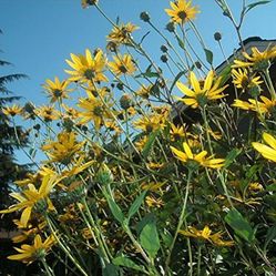 Organic SUNCHOKE Jerusalem Artichoke PLANTS 