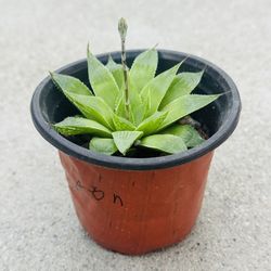 Succulents plants 🪴