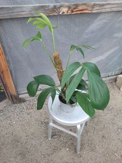 Creeping philodendron Plant 6" Nursery Pot
