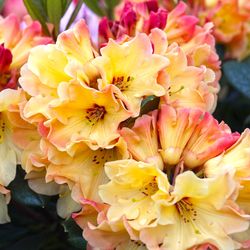 ‘Nancy Evans’ Rhododendron bushes —