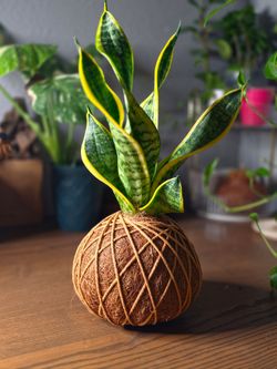 KOKEDAMA Twisted Sister Snake Plant (Lengua de Suegra) – Handmade Living Decor