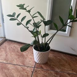 Zz Plant 