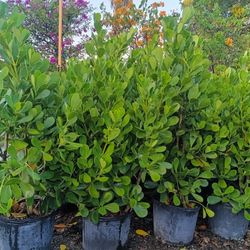 Beautiful Clusia Privacy Hedge Plants Overgrown 7gl 4.5ft Only $23