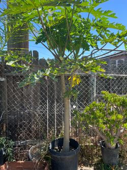 Papaya tree