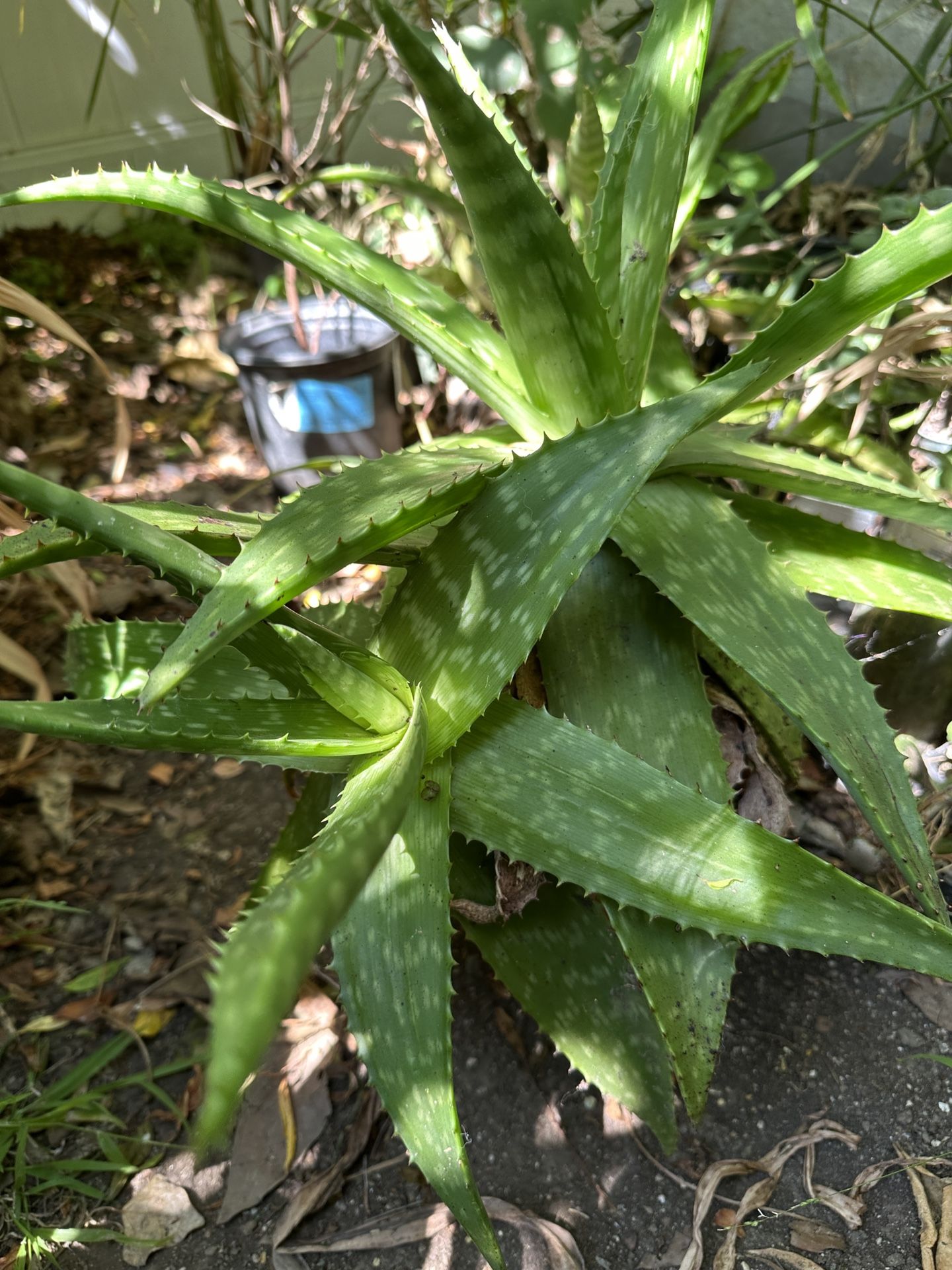 Aloe vera
