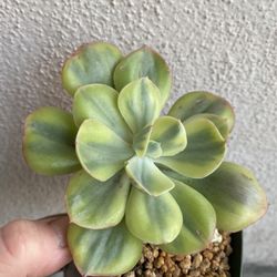 Korean Imported Succulent Plant, In 4 Inch Pot Pick Up Only
