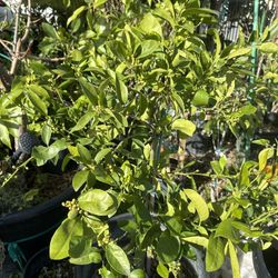 Mandarin Tango Fruit Tree Plant With Fruits