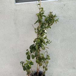 3 Ft Tall Mandevila White Flower Vine 