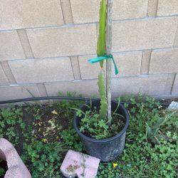 Sugar, Dragon, Dragon, Fruit