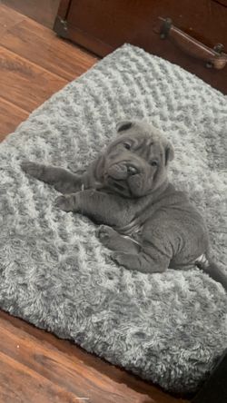 Shar Pei 