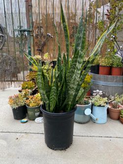 Snake plant