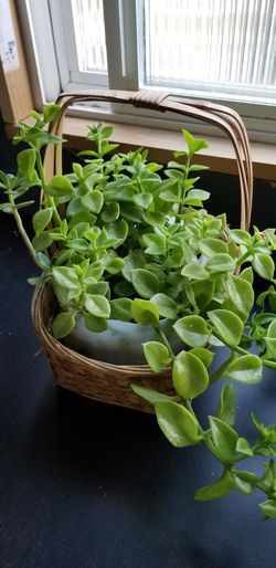 Red Aptenia plant