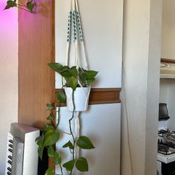 Indoor Pothos Plant With Macrame Hanger And Ceramic Pot 