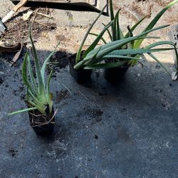Aloe Vera