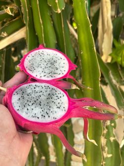 Dragon fruit plant, dragon fruit cuttings