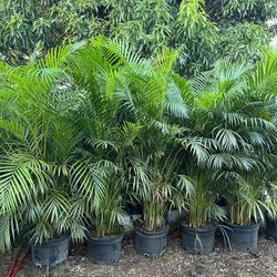HOME PLANTS- SPECIAL PRICE ARECA PALMS (10 GL)