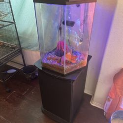 45 Gallon Hexagon $275 Beautiful Tanks For Beginners, Doesn’t Take Much Space And Very Beautiful Shape ! 